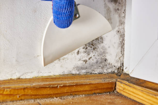 Best Biohazard Mold Removal  in Athens, OH